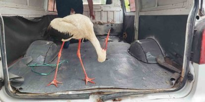 Adana’da yaralı leyleğe vatandaş sahip çıktı
