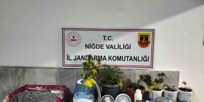 Niğde’de yasadışı kenevir yetiştirenlere operasyon