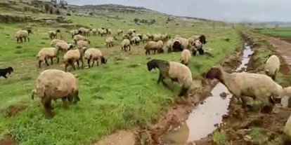 Araban’da kurbanlıklar satışa hazır
