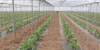 23 dekarlık serada yılda 3 ürün hasadı