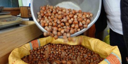 Düzce’den AB ülkelerine 4 bin 452 ton fındık ihraç edildi