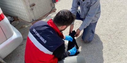 Emet’te sahipli kedi ve köpeklere mikroçip uygulaması, kimliklendirme ve pasaport tahsisi işlemleri