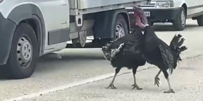 Yol ortasındaki hindi kavgası trafiği durdurdu