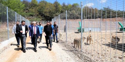 Kocaeli’de 650 köpek kapasiteli yeni barınak hizmete alındı