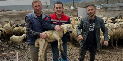 Aydıntepe’de küçükbaş hayvan tespitleri sürüyor