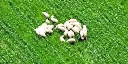Kaybolan koyun sürüsü tarlanın ortasında dronla bulundu