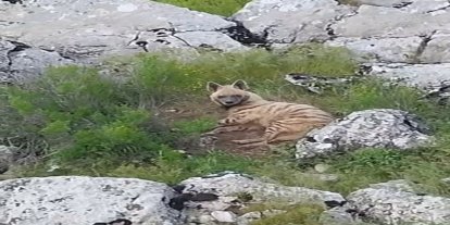 Gölbaşı ilçesinde nesli tükenmekte olan sırtlan görüldü