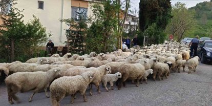 Ordu’da koyunların yayla yolculuğu