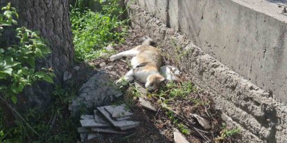 Sabah beslediği anne ve yavru kediyi öğlen telef olmuş halde buldu