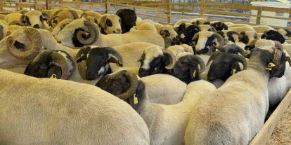 Kurban Bayramı’na sayılı günler kala hayvan pazarları kurulmaya başladı