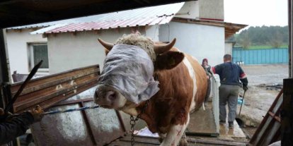 Kastamonu’dan İstanbul’a kurbanlık hayvan sevkiyatları başladı