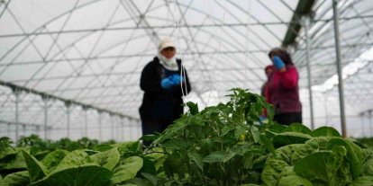 Erzincan’da sera marulunda hasat başladı