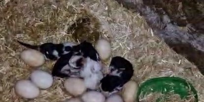 Tavuk ile kedi arasında "Annelik krizi" kamerada