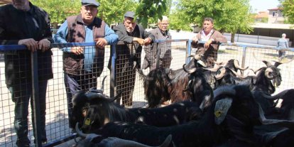 Muğla’da kurbanlık satışları devam ediyor