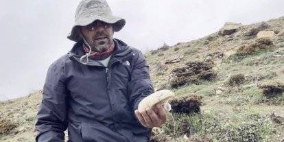 2 bin rakımda yetişen mantar altınla yarışıyor