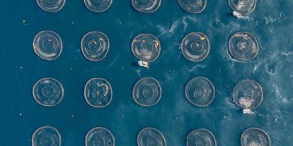 Karadeniz’de büyüyor, dünyaya satılıyor