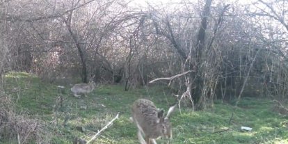 Çankırı’da yaban hayatı kamerada