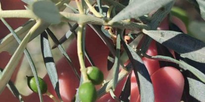 Didim’de zeytin üreticilerine "zeytin güvesi" uyarısı