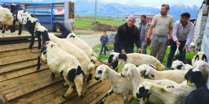 Erzincan’da tulum peyniri için zorlu yayla yolculuğu başladı