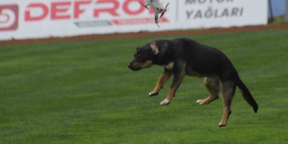 19 Mayıs kutlamalarında tehlikeli anlar: Stada giren başıboş köpek, dronu böyle düşürdü