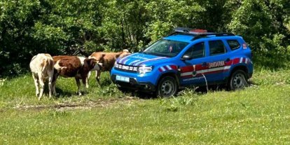 Elazığ’da kaybolan inekler dron ile bulundu