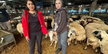 İki genç kuzen celep, Bursa’daki kurban pazarında rekabeti artırdı