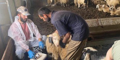 Kemah’ta küçükbaş hayvanlar için sağlık taraması yapıldı