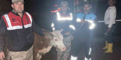 Siverek’te çalınan büyükbaş hayvan jandarma tarafından bulundu