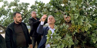 Altun, dolu yağışlarının ardından fıstık bahçelerini gezdi