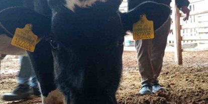Bağışlanan buzağı ve kuzular Mert sağlığına kavuşması için desteğe dönüştü