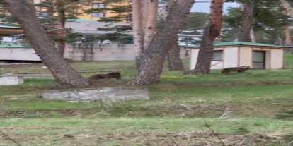 Kars’ta ayılarla iç içe hayat: Caddelerde ayılar cirit atıyor
