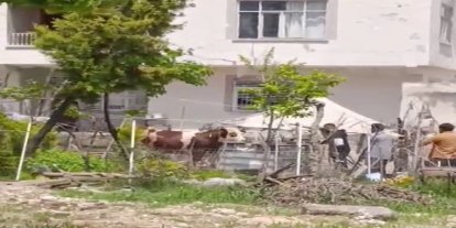 Kaçan kurbanlık iğne vurularak yakalandı