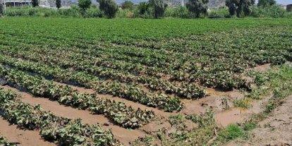 Köşk’te sel sonrası arazilerde hasar tespiti başlatıldı