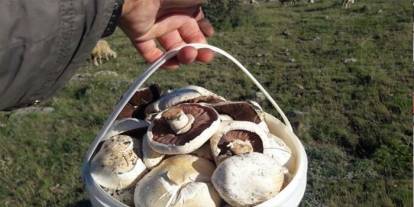 Kars Dağlarında Mantar Mesaisi Başladı