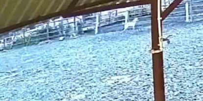Ağıla giren kurt 8 küçükbaş hayvanı telef etti