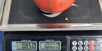Aydın’da 850 gramlık domates pazarda ilgi gördü