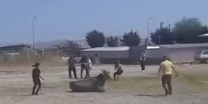 Hayvan pazarından kaçan inek ortalığı karıştırdı