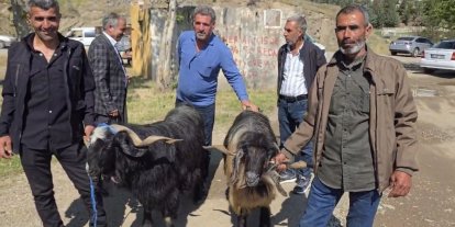 Bayram öncesi hayvan pazarına ilgi arttı
