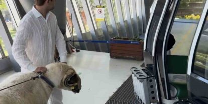 Bayramda keseceği koçla teleferik keyfi yaptı