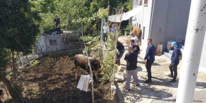 Rize’de kaçan kurbanlık sahiplerine zor anlar yaşattı
