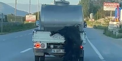 Kurbanlığı araçtan sarkıtan sürücüye 31 bin lira ceza