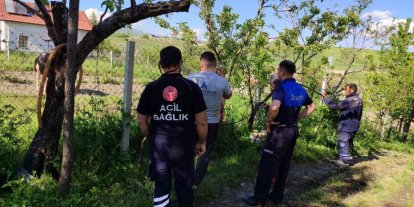 Akyurt’ta kaçan kurbanlık dana yakalandı