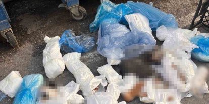 Başsavcılık itiraz etmişti, 33 kediyi öldüren veteriner tutuklandı