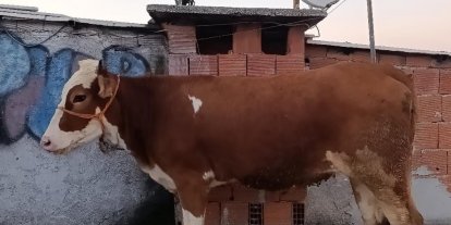 Kesmek için büyükbaş hayvanı 6’ıncı kata çıkardı