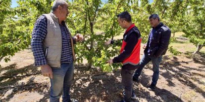 Kiraz üretim alanlarında kontroller sürüyor