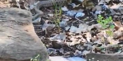 Tunceli’de kocabaş yılan, sincabı avladı