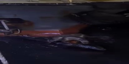 Su samurlarının balık keyfi kamerada