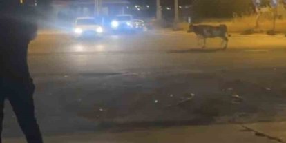 Mardin’de kaçan kurbanlık inek ortalığı birbirine kattı