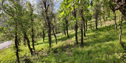 Şırnak’ta ormanlık alanda tırtıl istilası