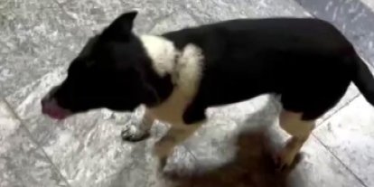 Atların yanında büyüyen köpek, yürüyüşüyle ilgi odağı oldu